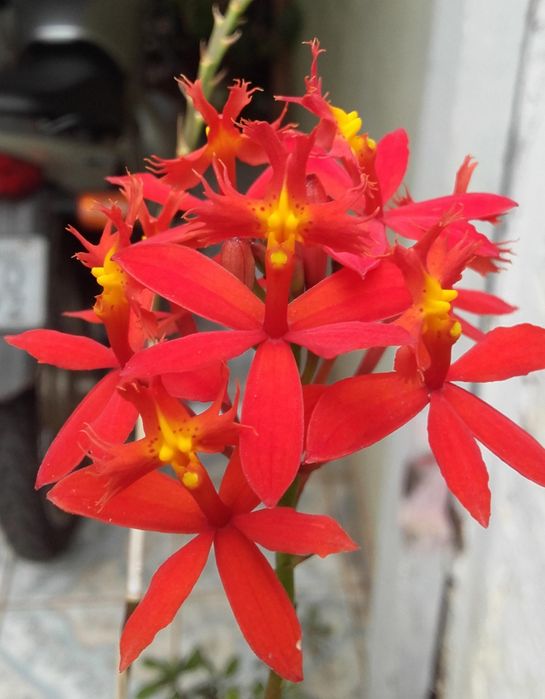 Orquídeas Epidendrum