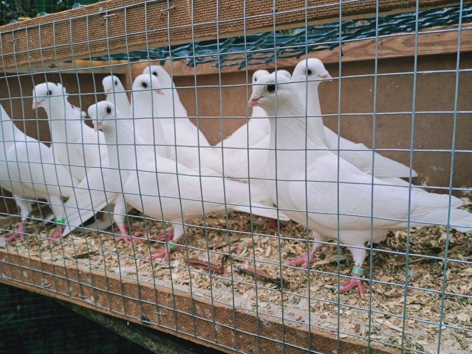 Gołębie ozdobne, czaple.