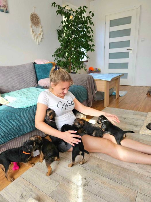 Border Terrier FCI, ZKwP - REZERWACJA - hodowla z miłością!