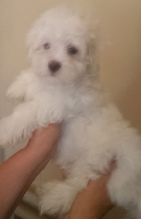 мальтийская болонка