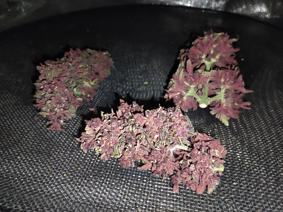 1000 gram 1 kg  Black Devil susz konopi CBD