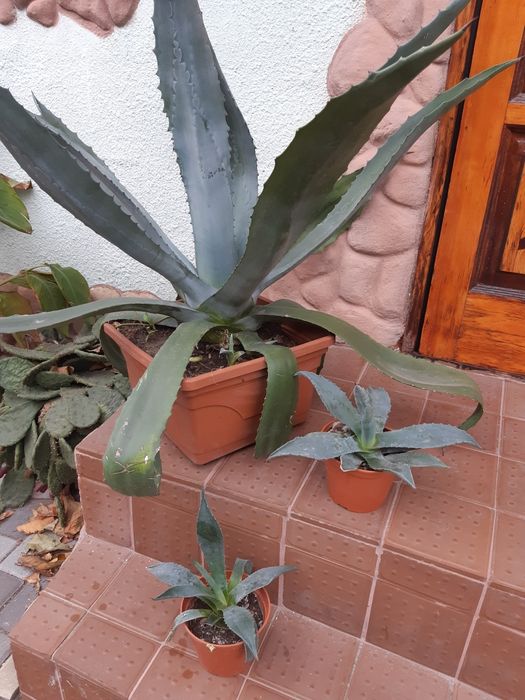 Цветы из собственного сада