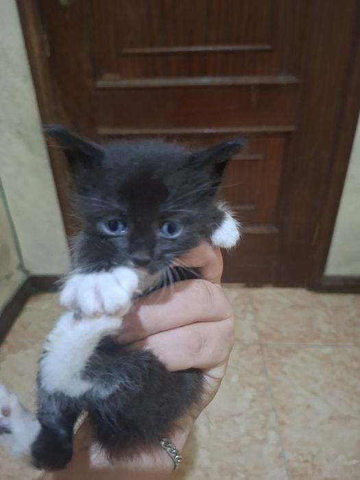Gatinhos bebé para adoção.