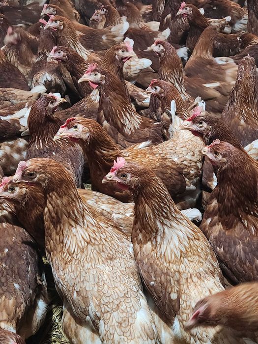 Kury nioski Rosa z pierwszym jajkiem. Dominant z wolnego wybiegu.Dowóz