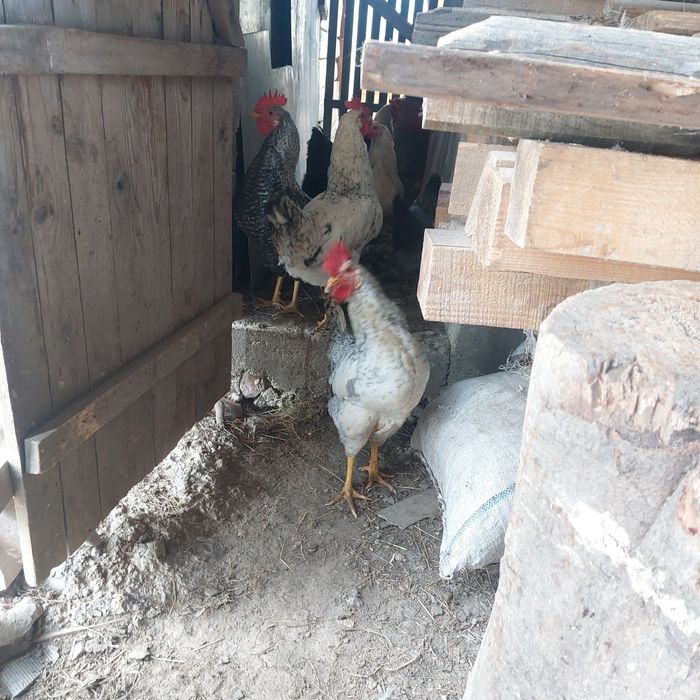 Продам півнів породи бірківська барвиста