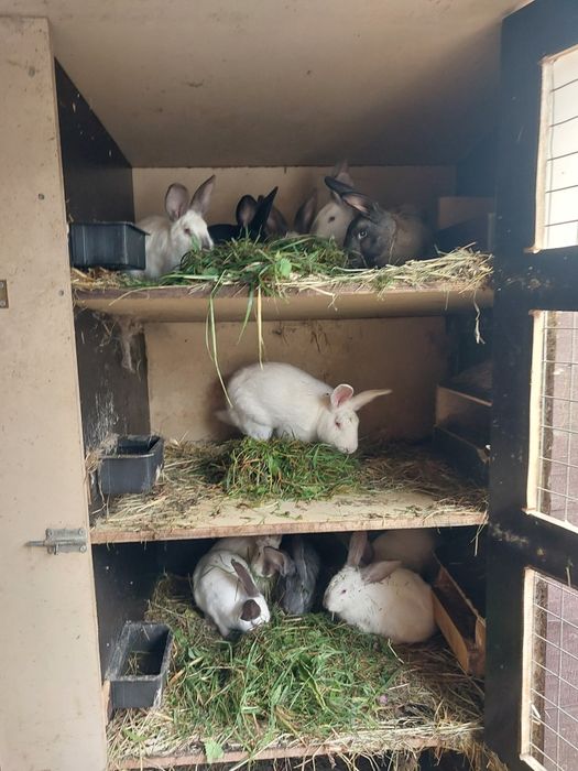 Sprzedam tuszki królicze