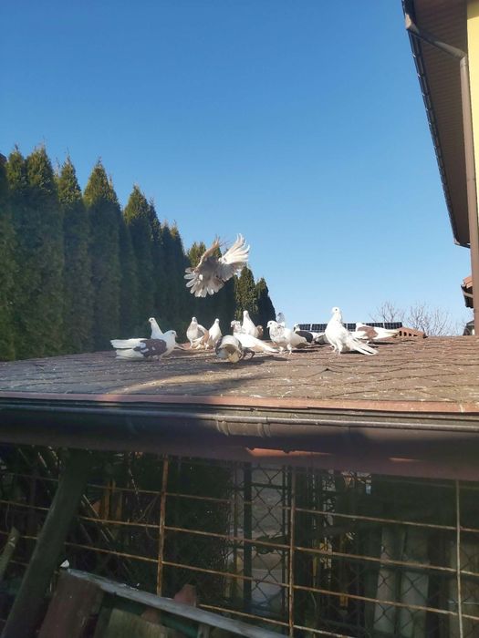 Gołębie,  szaryki, boki