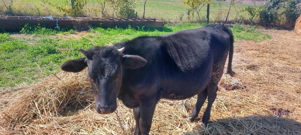 Продам стадо молодых коров .