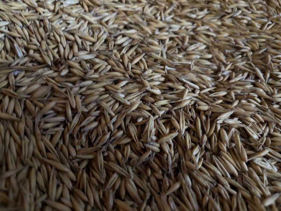 Pszenica/ pszenżyto/owies