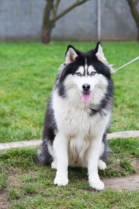 Хаскі Гром шукає дім