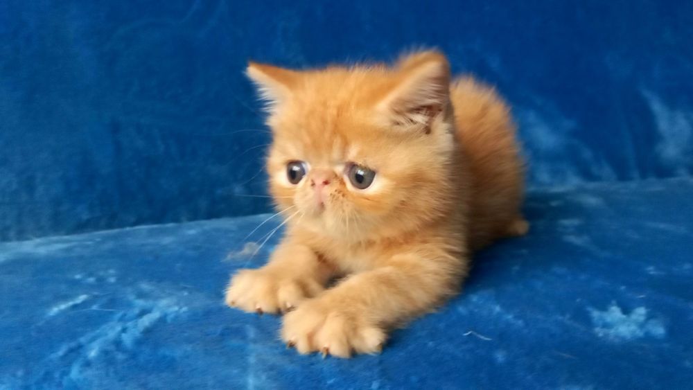 Яркий экзотический