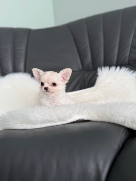 Chihuahua dlugowlosa MINI laleczka zkwp/fci