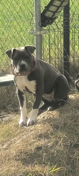 Zaginął pies pitbull terier american