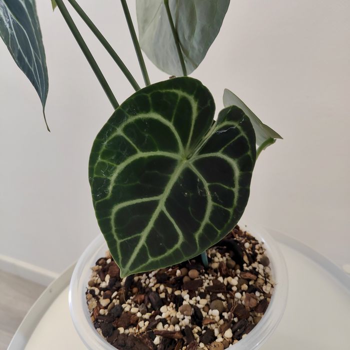 Antúrio clarinervium// planta interior