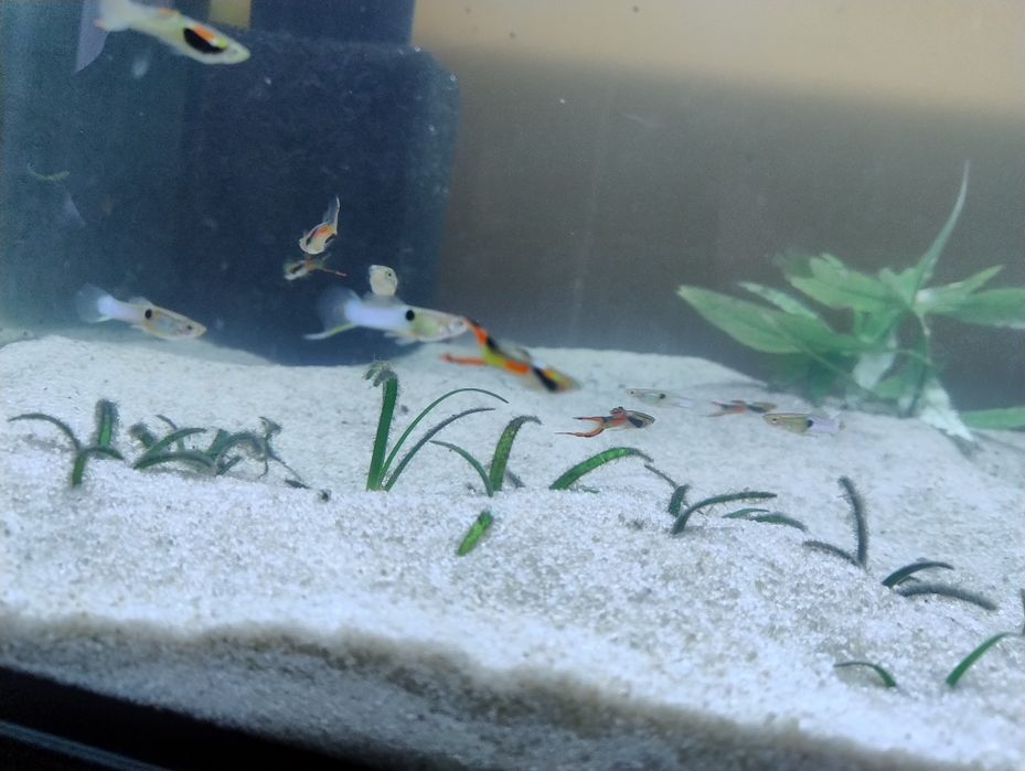 Gupiki endlera dorosłe samce