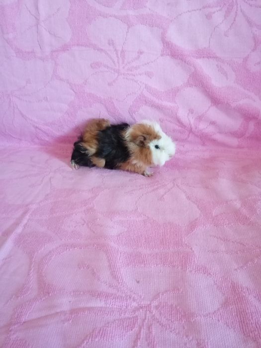 Świnka morska kawia domowa