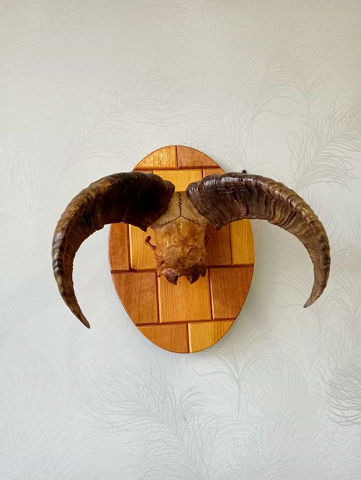 Роги муфлона на дерев'яному каркасі