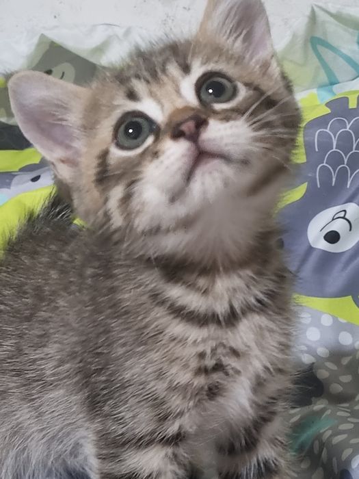 Вислоушки и прямоушка шотландские котята!