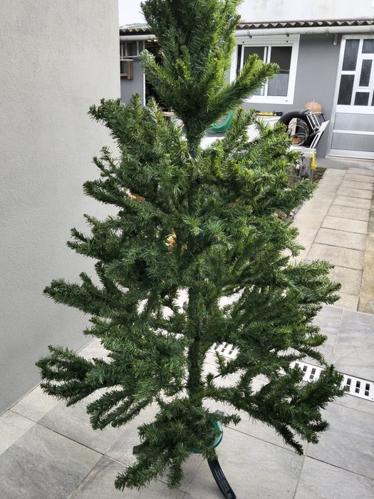 Pinheiro de natal