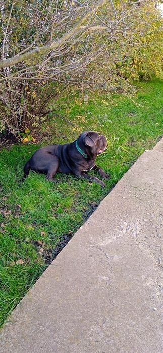 В'язка Кане Корсо кобель сірого забарвлення