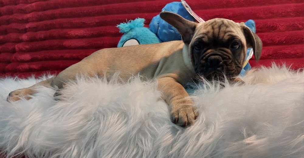 Bulldog francês fawn