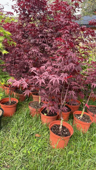Acer palmatum – klon palmowy