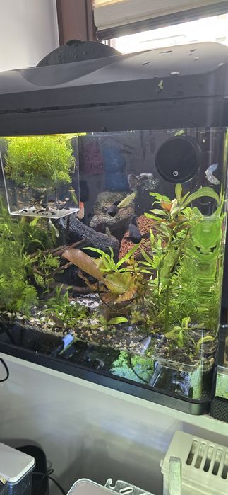 Rośliny do akwarium z resetu/przycinki