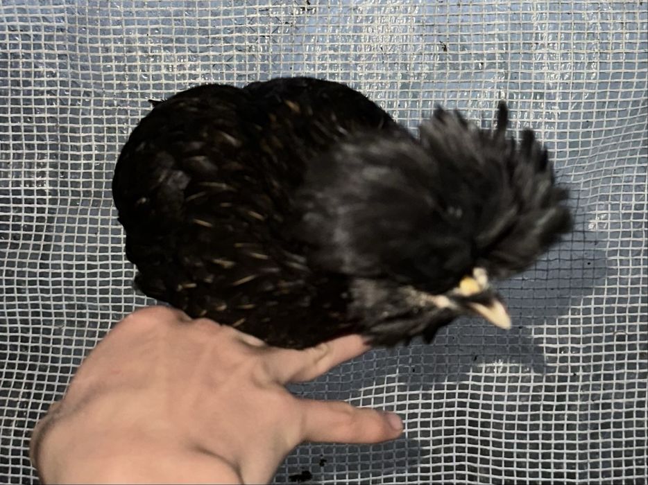 Vendo peduanas novas