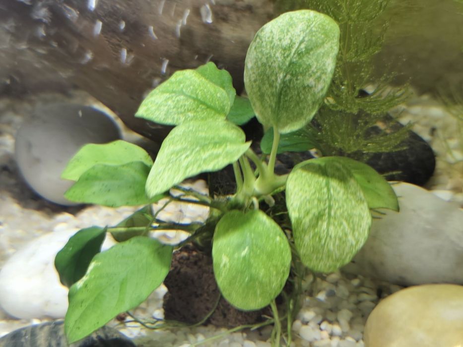 Anubias nana Pinto