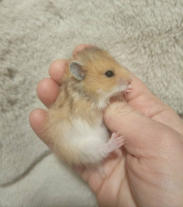 Хомяк серый белый рыжий хомячок домашний ручной в Харькове купить джун