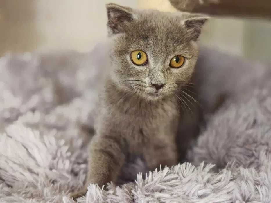 Кішечка, кішка, кошеня, ніжна Бренда (4 міс.)