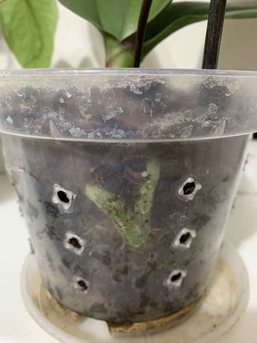 Продається орхідея