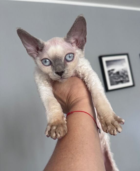 Kotka Devon Rex FIFe