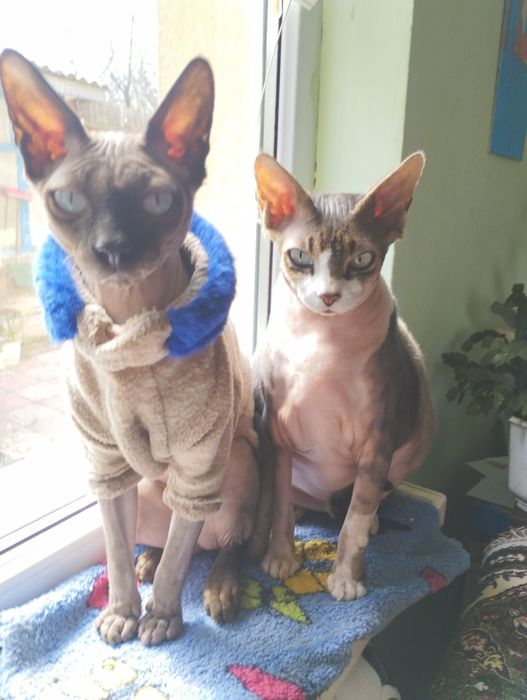 Канадский сфінкс в пошуках люблячої киці.Котик для  в'язки.