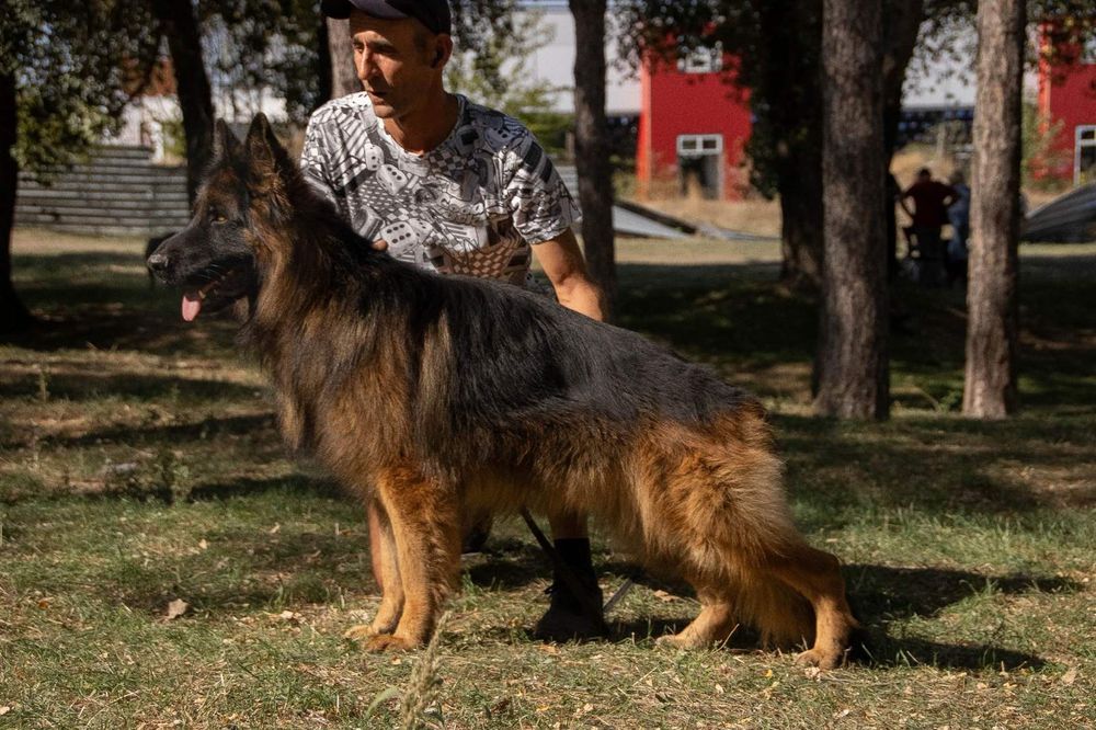 Щенки немецкой овчарки длинношерстные