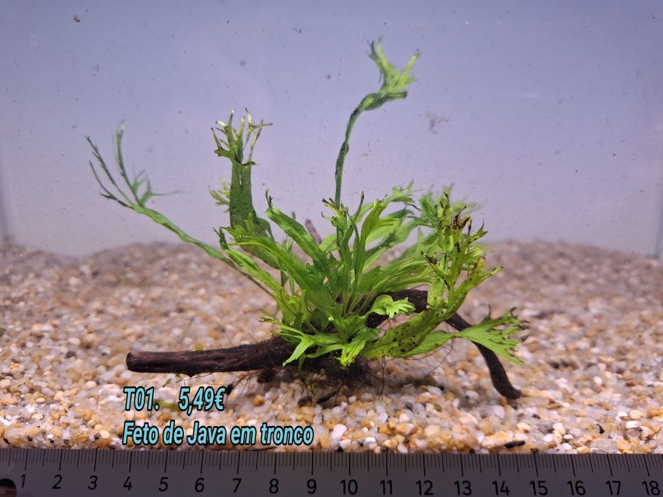 Fetos /Feto de Java em tronco pequeno (10cm) (Aquário Plantas)