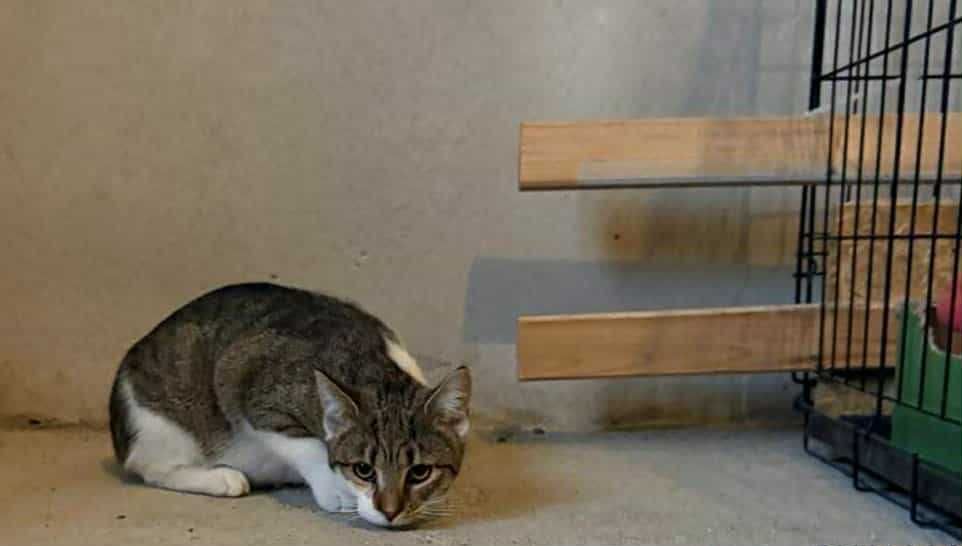 Lilu śliczna kotka szuka domu