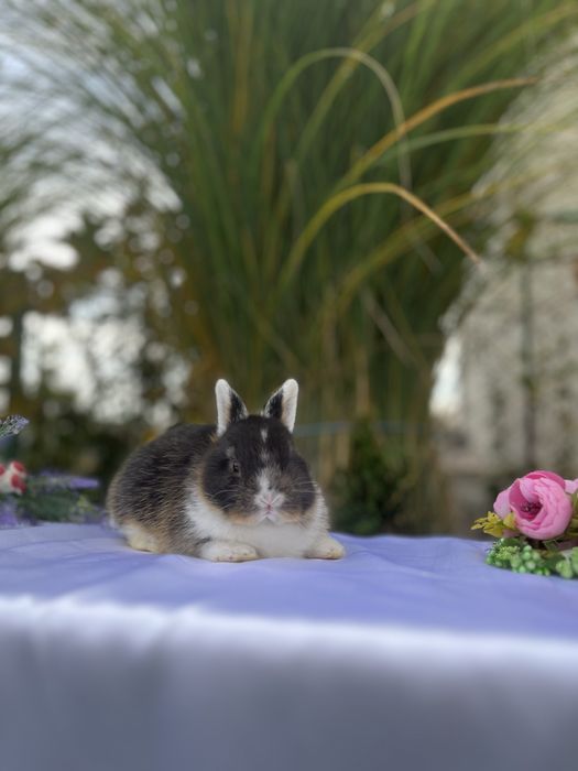 Нідерландс.карлик.Голландська дівчинка