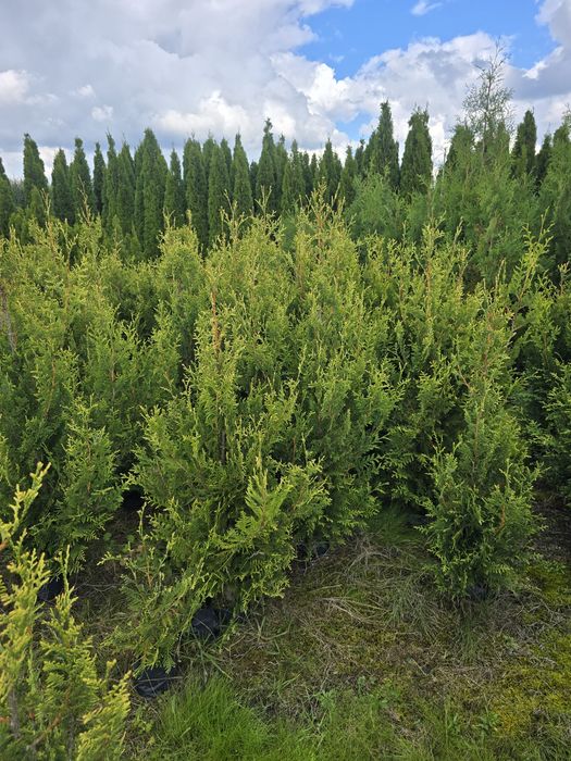 Tuja 120-140 cm aurespicata wyprzedaz brabant smaragd wolsztyn plicata