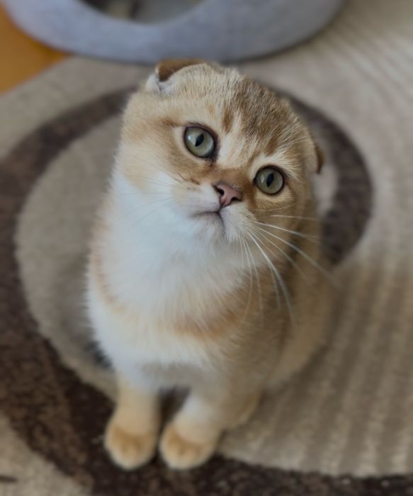 Шотландский вислоухий мальчик