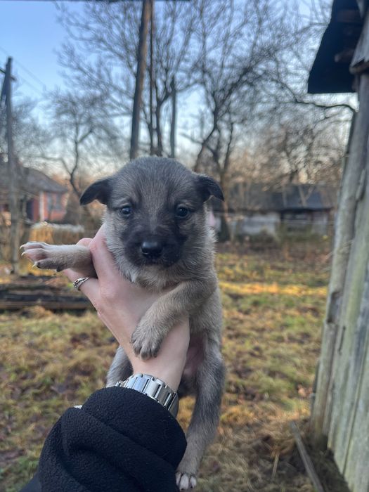 Щеня у добрі руки