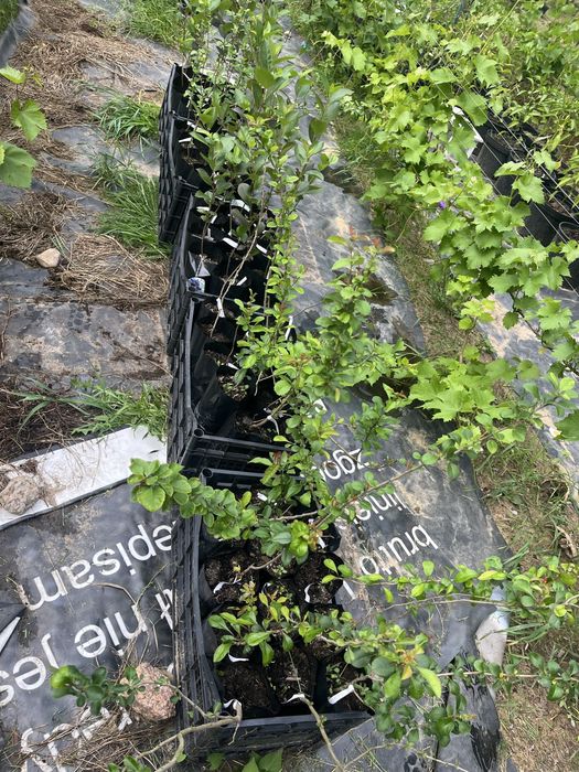 Świdośliwa , pigwowiec, winorośl