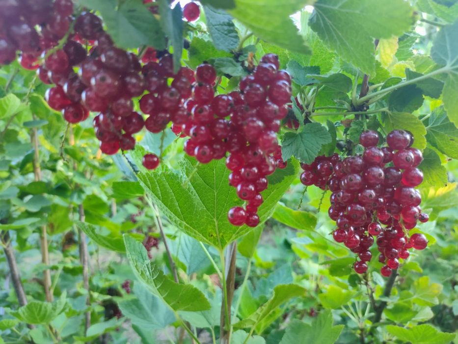 Продаж саджанців червоної смородини (порічка): 25 грн. - Сад / огород ...