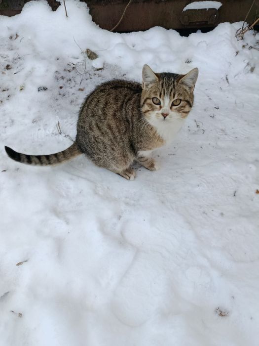 Котики в пошуках дому!!!