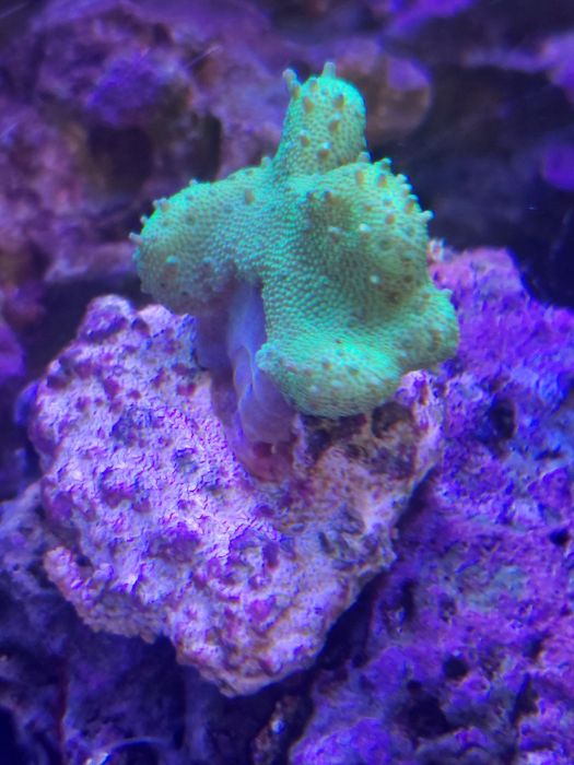 Lobophyton zielony  - szczepka