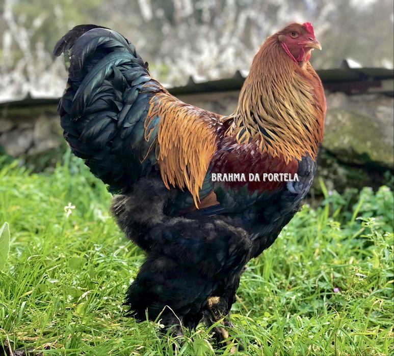 BRAHMA MIL FLORES / PERDIZ / DARK / LIGTH  MACHOS