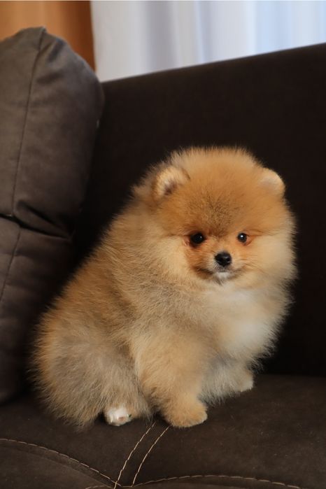 Міні хлопчики на долоньку померанські шпіци