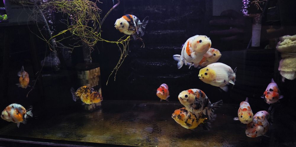 Welonka ranchu cow