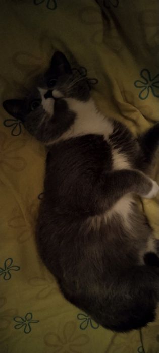 Отдам даром в добрые руки серо-белую кошечку