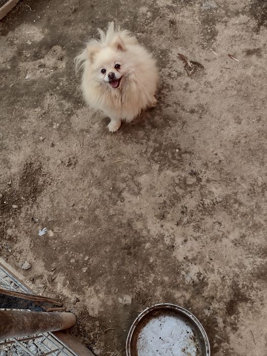 Szpic miniaturowy pomeranian